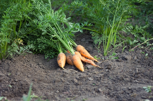 Harvested carrots, autumn harvest carrots