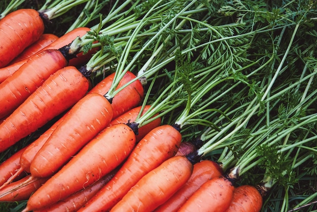 Photo harvested carrots in organic vegetable garden homegrown carrot in a row closeup