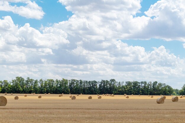 Harvested cereal wheat grain field landscape