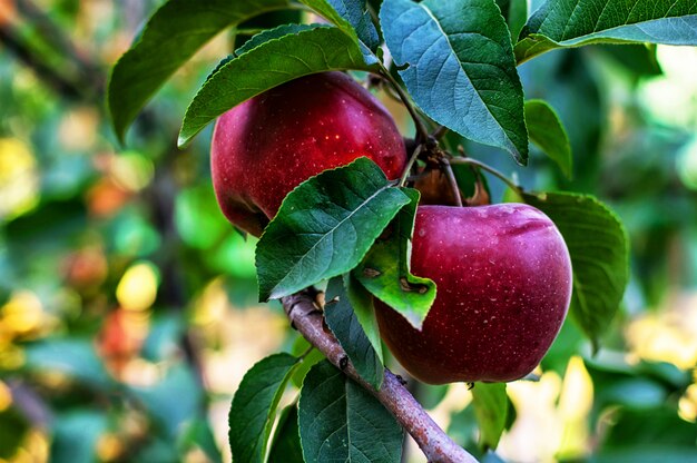 Harvested crop rustic apples 