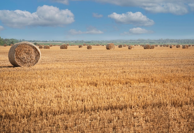 Harvested field with straw bales.  Summer and autumn harvest concept.