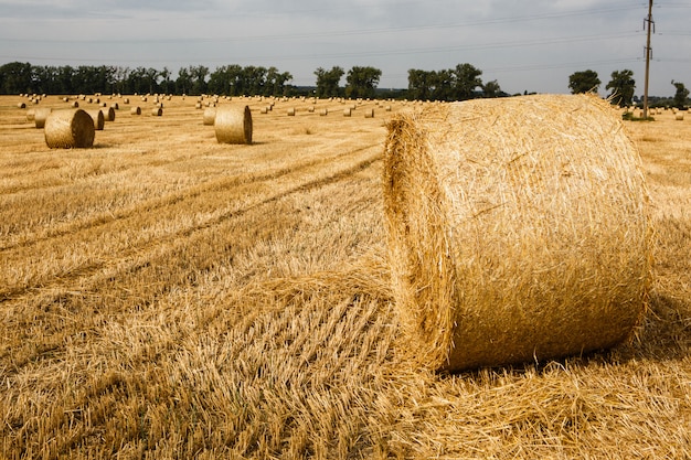 Harvested field with straw bales in summer