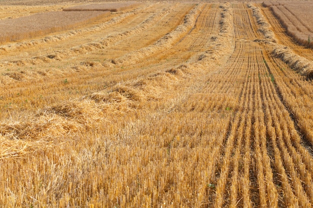 Harvested field