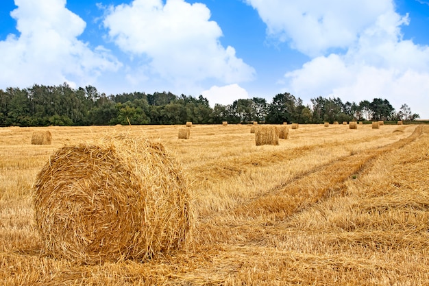 Harvested field