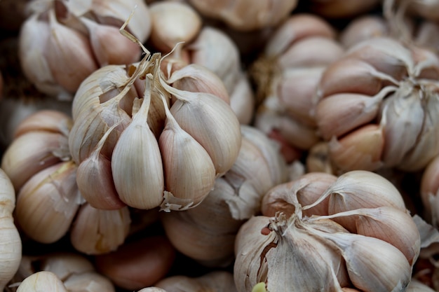 Harvested garlic in container