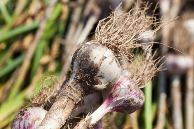 The harvested garlic crop in agriculture, the garlic crop stacked on the territory of the field for drying the earth on plants