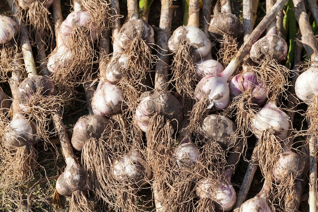 The harvested garlic crop in agriculture, the garlic crop stacked on the territory of the field for drying the earth on plants