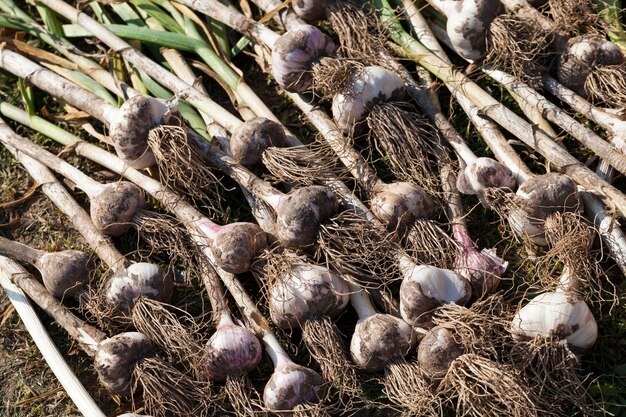 農業で収穫されたニンニク作物、植物の地球を乾燥させるために畑の領域に積み上げられたニンニク作物