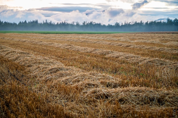 Harvested golden wheat field