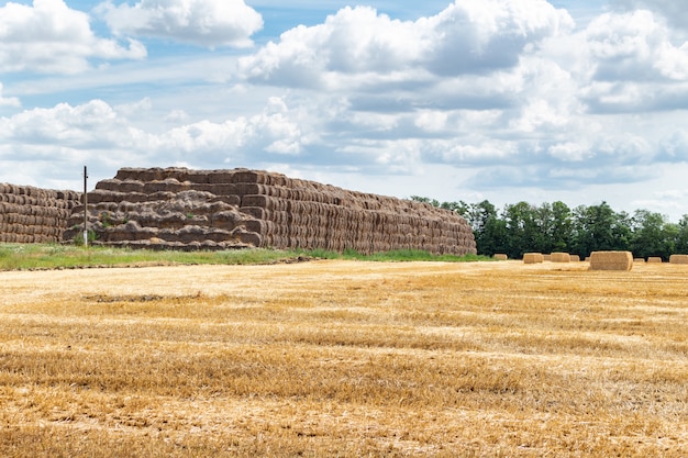 Harvested grain cereal wheat barley rye grain field, with haystacks straw bales stakes cubic rectangular shape