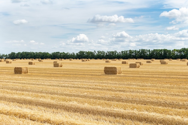 Campo di grano raccolto grano cereale frumento orzo segale, con mucchi di fieno