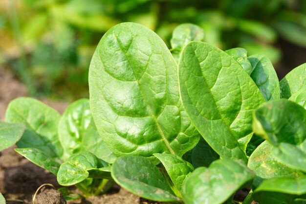 Harvested green spinach leaves healthy vegetable food for low carb or low fat diet cooking concept