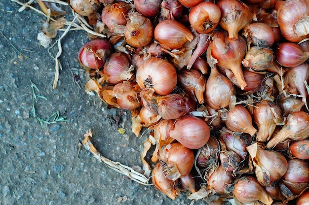 Harvested onions on the ground Top view