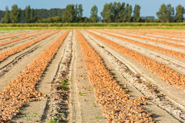 Harvested onions on a rural field