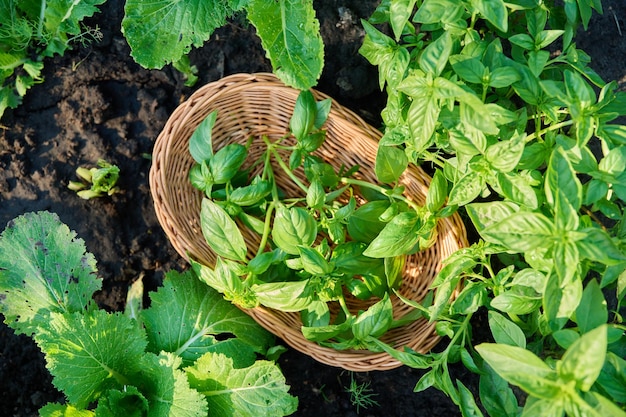 Harvested plants of fresh fragrant basil in wicker basket on herbs bed top view Harvesting spicy basil growing natural healthy organic eco herbs Food horticulture summer harvesting agriculture