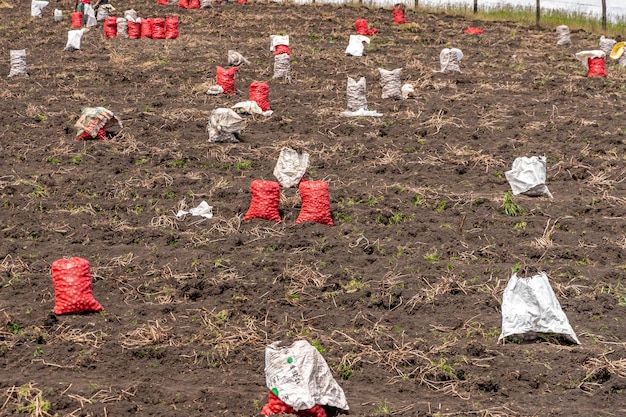 남미에서 수확한 감자 작물