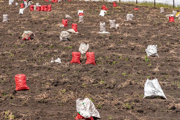 Harvested potato crops in South America