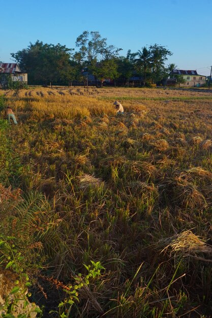 harvested rice