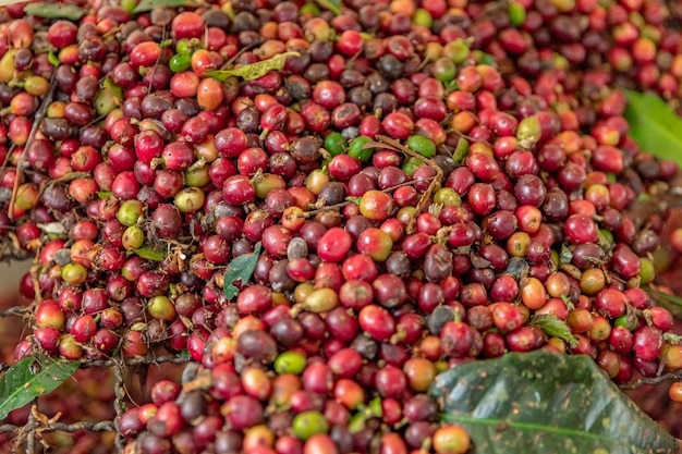 Harvested ripe coffee fruits on a coffee farm