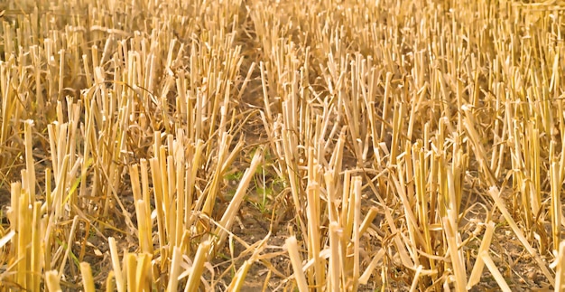 農業および有機農村農場のオープンフィールドで収穫された小麦と干し草の列農業のために田舎の畑で栽培された乾燥大麦と穀物の茎と茎を切り取ります