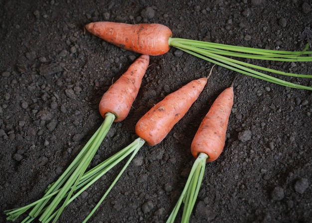 Harvested some fresh and organic carrots in the garden