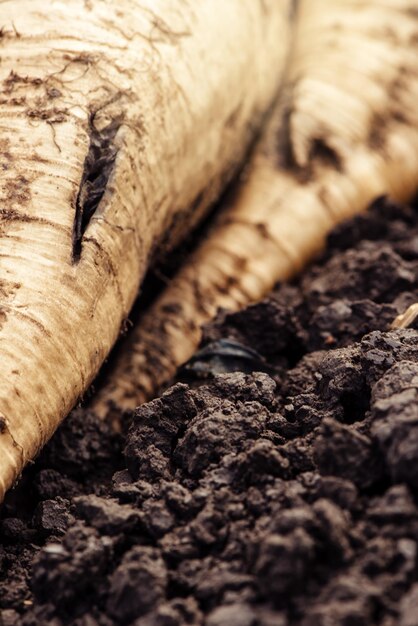 Harvested sugar beet crop root pile