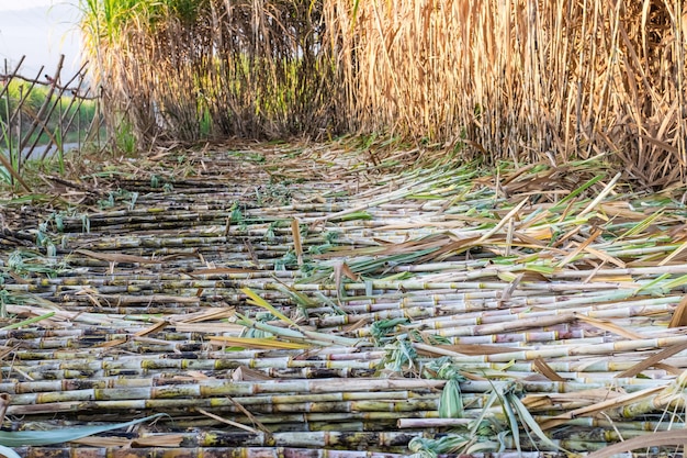 Foto campi di canna da zucchero raccolti