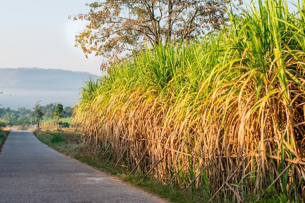 Foto campi di canna da zucchero raccolti