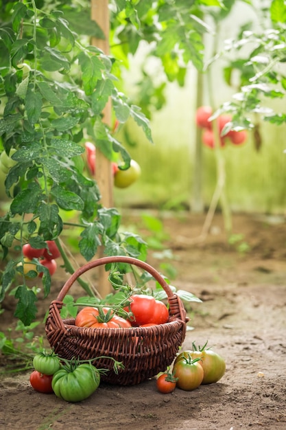 Harvested various tomatoes in small summer greenhouse