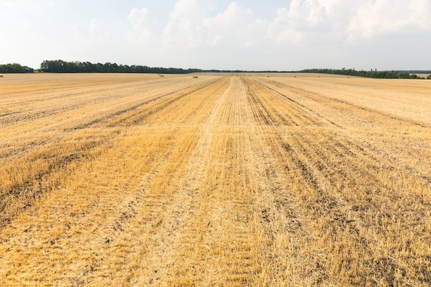 Harvested wheat field with remaining plant stubble stretching into the distance in open flat countryside in a scenic landscape view