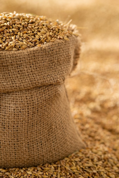 Photo harvested wheat grain in a linen sack