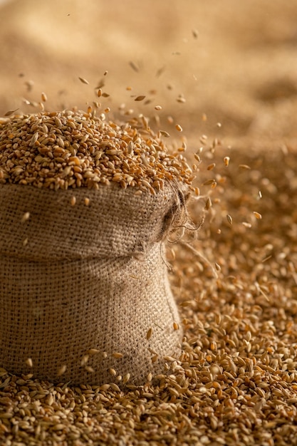 Harvested wheat grain in a linen sack