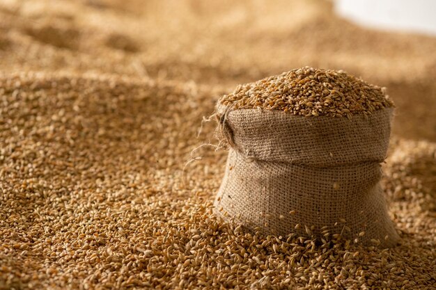 Foto chicco di grano raccolto in un sacco di lino