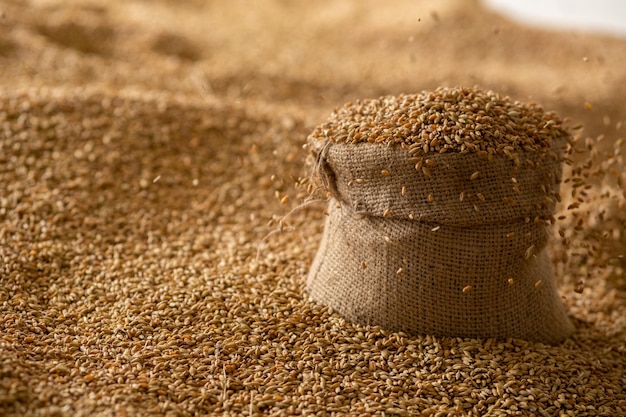 Foto chicco di grano raccolto in un sacco di lino