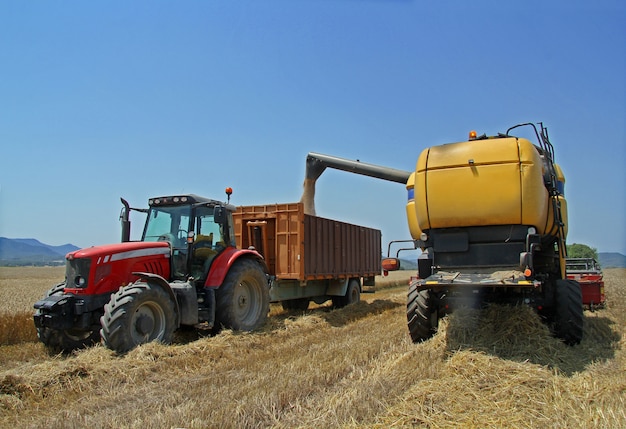 Harvested wheat a summer d