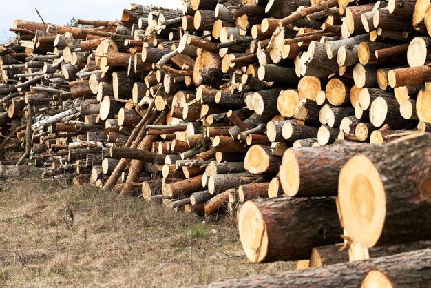 Harvested wood closeup