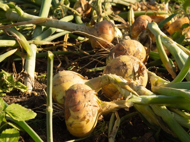 Harvested yellow onions lie on the ground in a plantation Drying bulbs before longterm storage and winter use
