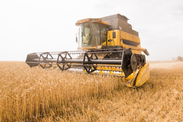 Photo harvester collects grain of wheat in the field.