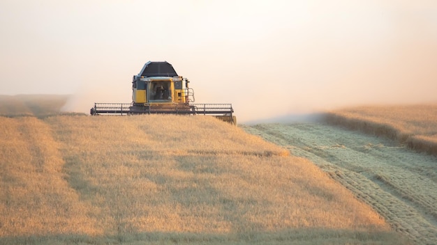 The harvester is harvesting wheat in the field grain preparation agronomy and agriculture field harvest transport