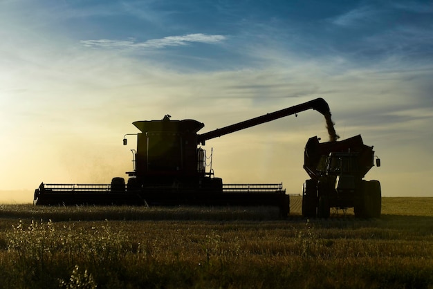 Harvester machine harvesting in the Argentine countryside Buenos Aires province Argentina