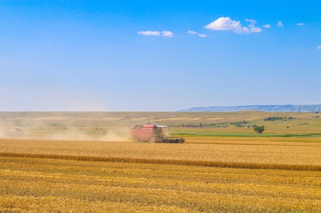 Harvester machine working in field. Combine harvester agriculture machine harvesting golden ripe wheat field.