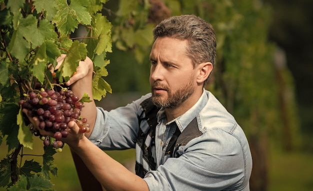 Harvester oppakken van wijnstok fruit druiven landbouw