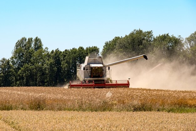 Foto un raccoglitore che raccoglie il grano