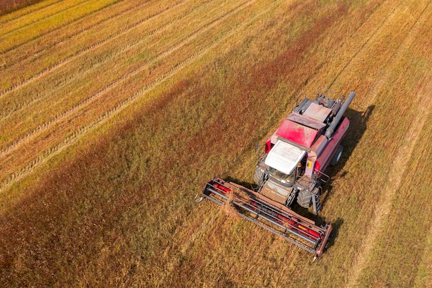 Harvester working on a buckwheat field Harvesting buckwheat in autumn