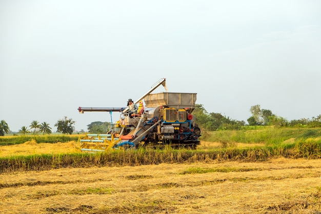 Harvesters harvesting rice in gold fields