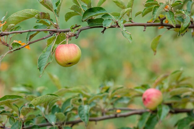 リンゴの収穫。熟した新鮮な青リンゴを選ぶ手のクローズアップと選択的な焦点。
