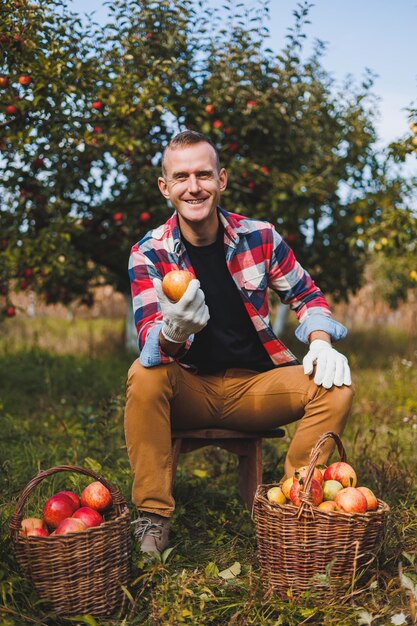 Photo harvesting apples in the garden a smiling young man is working in an orchard and holding a crate full of apples