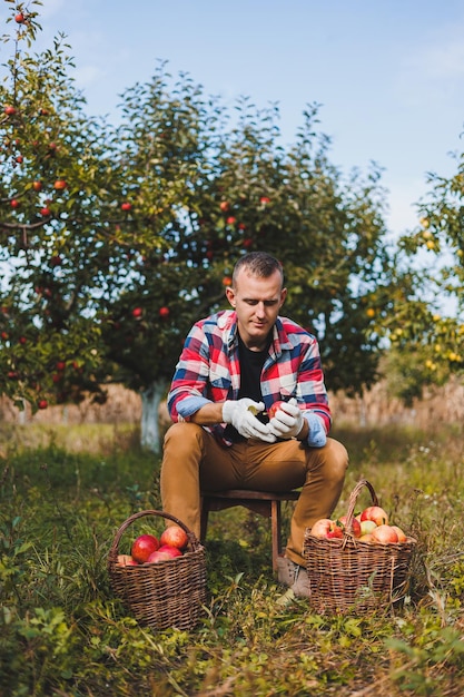 Сбор яблок в саду Улыбающийся молодой человек работает в саду и держит ящик, полный яблок