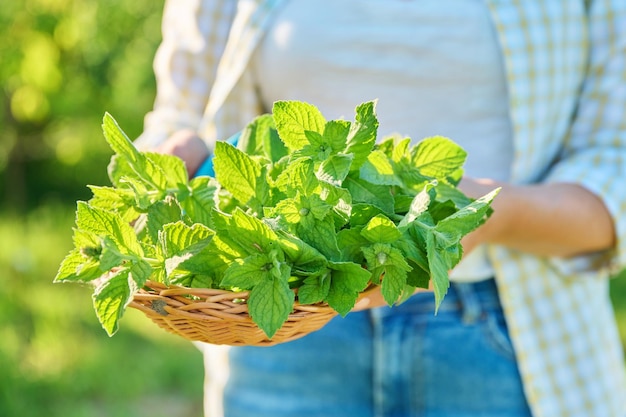 Harvesting aromatic mint leaves womans hands with pruner wicker plate in summer garden Harvest spicy fragrant smelly mint growing natural healthy organic eco herbs Food horticulture cooking