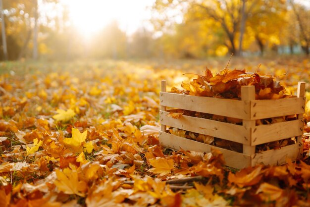 Harvesting autumn leaves Man cleans autumn park from yellow leaves Cleaning Seasonal gardening